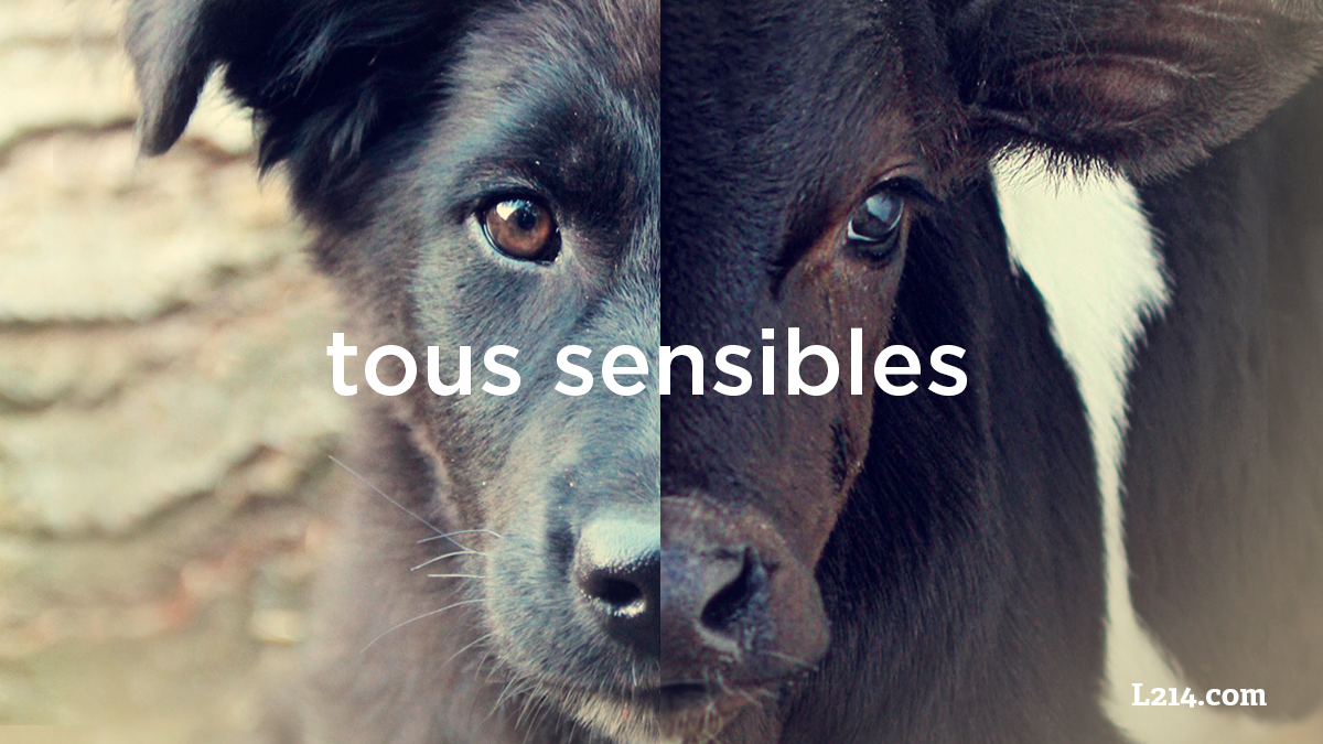 L214's tweet photo. Tous les animaux veulent vivre.

Il ne nous viendrait pas à l'esprit de manger nos chiens ou nos chats... alors pourquoi acceptons-nous de manger les autres animaux ?

Changeons de regard 👉 https://t.co/bwdrTFKS67 https://t.co/pgycDvvvod