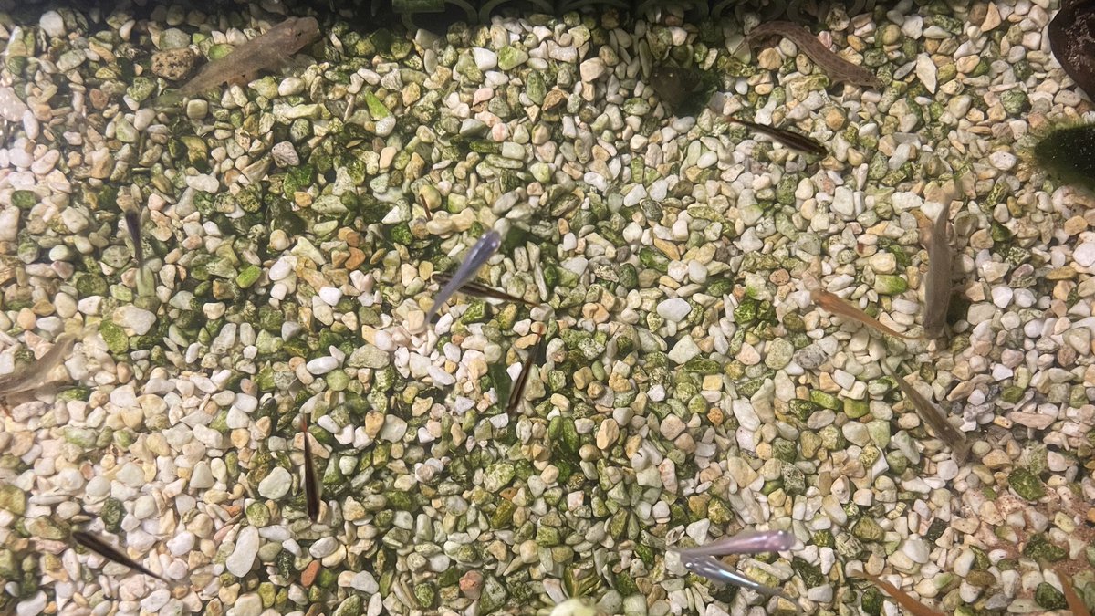 フネアマ貝 フネアマ貝