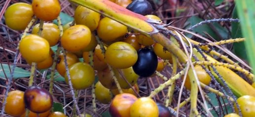 prostateformula's tweet image. Can Saw Palmetto Reduce Enlarged Prostate? bit.ly/2T7HGdE

#SawPalmetto #Prostate