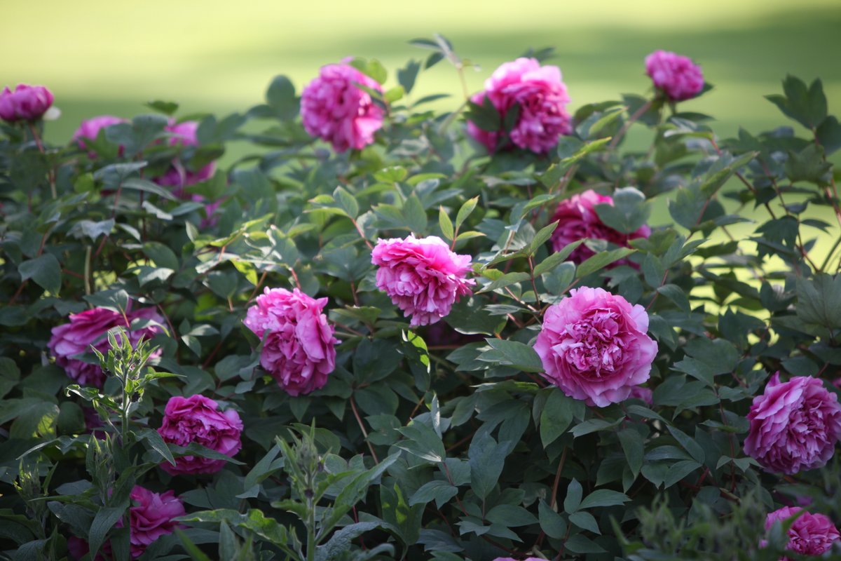JardinLuco's tweet photo. Les fleurs du #JardinduLuxembourg 🌷 https://t.co/5H39YjB2Ub