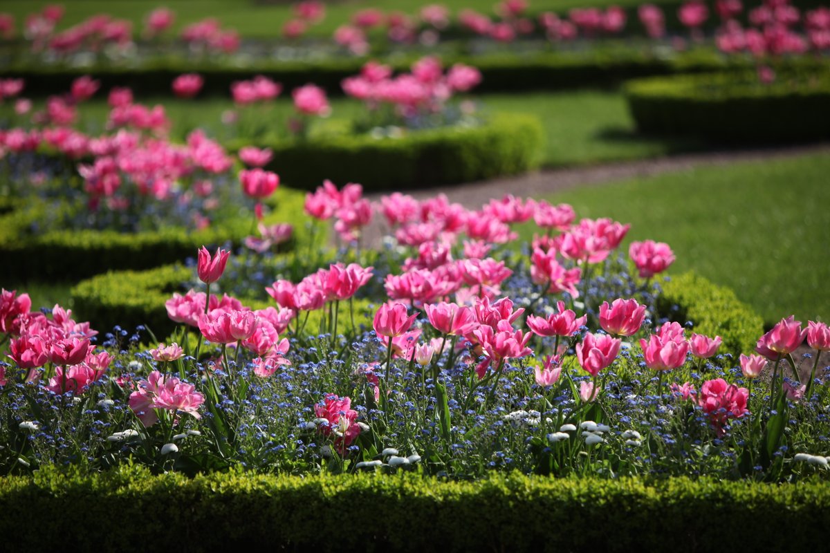 JardinLuco's tweet photo. Les fleurs du #JardinduLuxembourg 🌷 https://t.co/5H39YjB2Ub