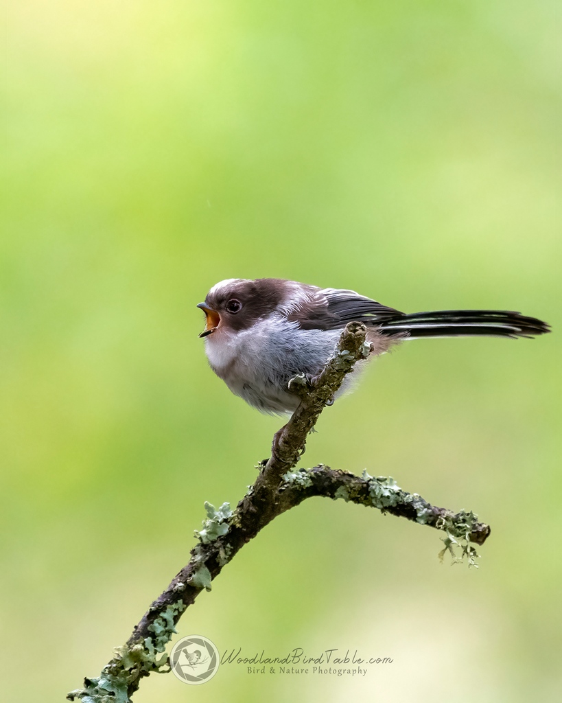 WildNorthDevon's tweet photo. Fluff Ball V - Juvenile #LongTailedTit

#BBCWildlifePOTD #Nature #BirdPhotography #Birds #WildlifePhotography
@NatureUK
@WildlifeMag
@iNatureUK
@Wildlife_UK
@BirdWatchingMag
@Britnatureguide
@BBCCountryfile

https://t.co/THeOs90sA3
instagram/woodland_bird_table https://t.co/mIgtRsdMqA