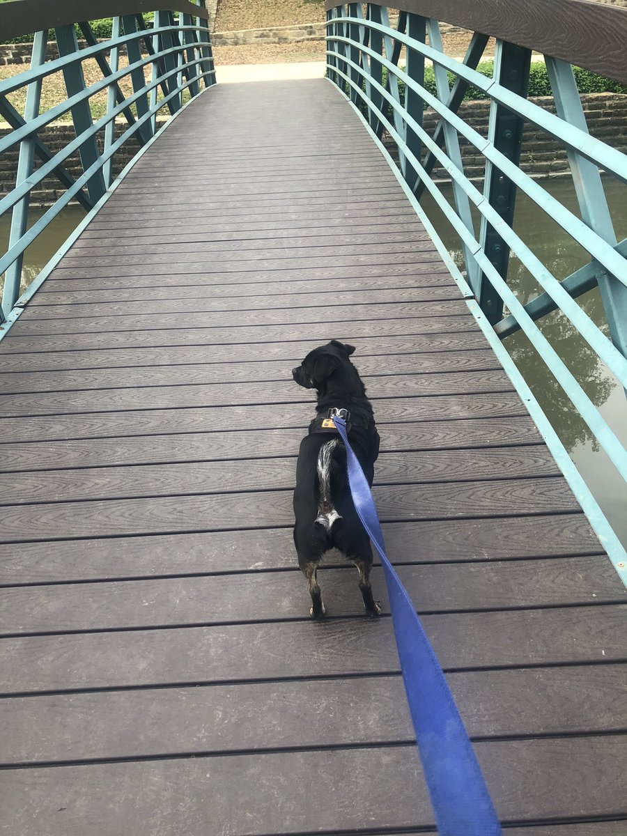 sandhya8501's tweet photo. #NationalRescueDogDay meet Oscar, he loves people, kids especially and friendly to bigger dogs and macho to smaller ones. https://t.co/0nBLAn5xer