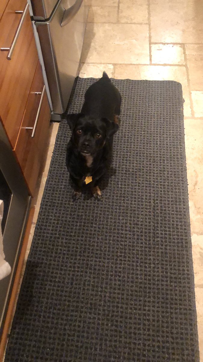 sandhya8501's tweet photo. #NationalRescueDogDay meet Oscar, he loves people, kids especially and friendly to bigger dogs and macho to smaller ones. https://t.co/0nBLAn5xer