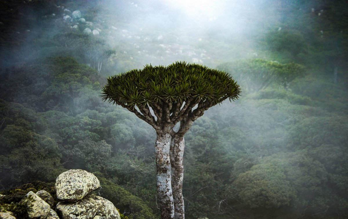 UNDPplanet's tweet photo. The island of Socotra, known for its breathtaking landscapes 🌊🌳☀️, has faced numerous challenges. 
Ahead of #BiodiversityDay, see how @UNDP and local partners are working together toward a brighter future for this isolated paradise: https://t.co/N3dtTN7s8n https://t.co/seCk5Z9d8H