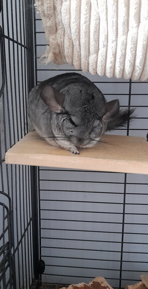 Gizmo likes to fold one arm in when sleeping sometimes, no idea why 😄

#FridayFeeling