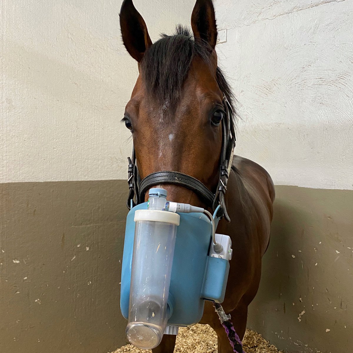 KESMARC_Equine's tweet photo. Nebulizing isn’t just for sick horses. It’s a great way to help horses with allergies, before/after competition for easier recovery, and to boost the immune system for trailering or to just give it a healthy boost! #flexineb #allergyseason #horsespa #racehorse #barrelracing https://t.co/Kz8uM22DGh