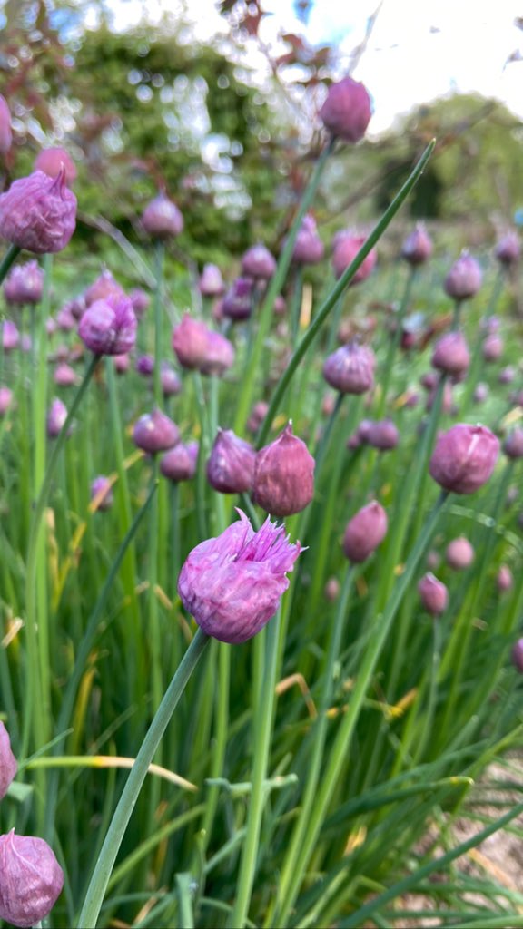 Chives are a brilliant plant, easy to grow and productive. The edible flowers are a great source of nectar for pollinators too, what’s not to like? 🐝💜 

#Gardening #Garden #SaveTheBees #Nature #Wildlife #GardeningForWildLife