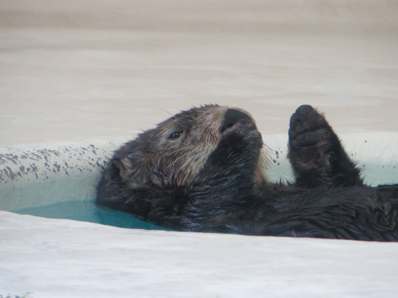 Olivine Pa Twitter 野生のラッコはバンザイして寝るのに水族館では見たことない と母が言うので 鳥羽水族館 ラッコ ロイズ T Co Vwgd8lgthr Twitter