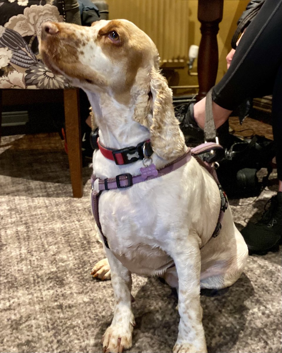 Maddie loved her pub visit yesterday 🥰🐶 Doggos welcome 7 days a week inside or out! #leedsdogfriendly #dogfriendly #doggo #showcocker #cockerspaniel #pubdogs #dogfriendlyleeds