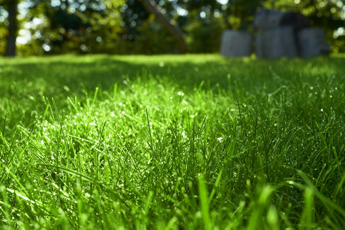DLF_Seeds's tweet photo. Get a better looking #lawn when using mixtures with Quick Action. Quick Action mixtures will #RecoverQuicker after a stressful period like #SpringDrought โ๏ธ
Read more about Quick Action here https://t.co/ilPuoZ1nbN
#DroughtTolerance #TetraploidPerennialRyegrass #Turf #Garden https://t.co/HtIEdrLFT6