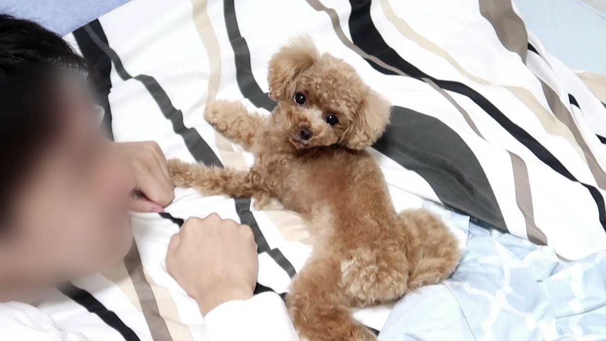 トイプードルのコロン Colon Toypoodle Twitter