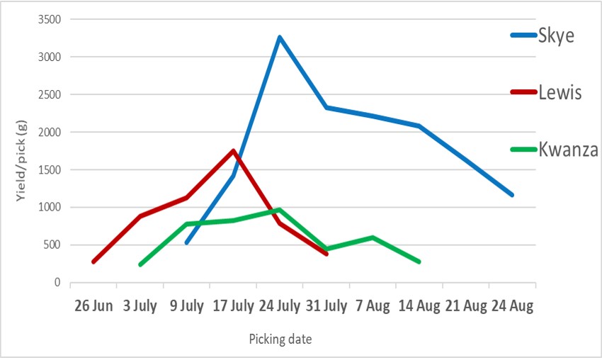 JamesHuttonLtd's tweet photo. Skye picked for a very long 2020 summer season with lovely glossy, #Raspberry. A late autumn season also produced beautiful #Fruit on the #Primocane that picked easily, with a sweet flavour. More data from 2020 trials @JamesHuttonInst ➡ https://t.co/j7qCjzPTYM https://t.co/T4pDQwU3VG