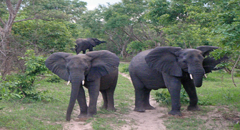 Yankari Game Reserve tweet media