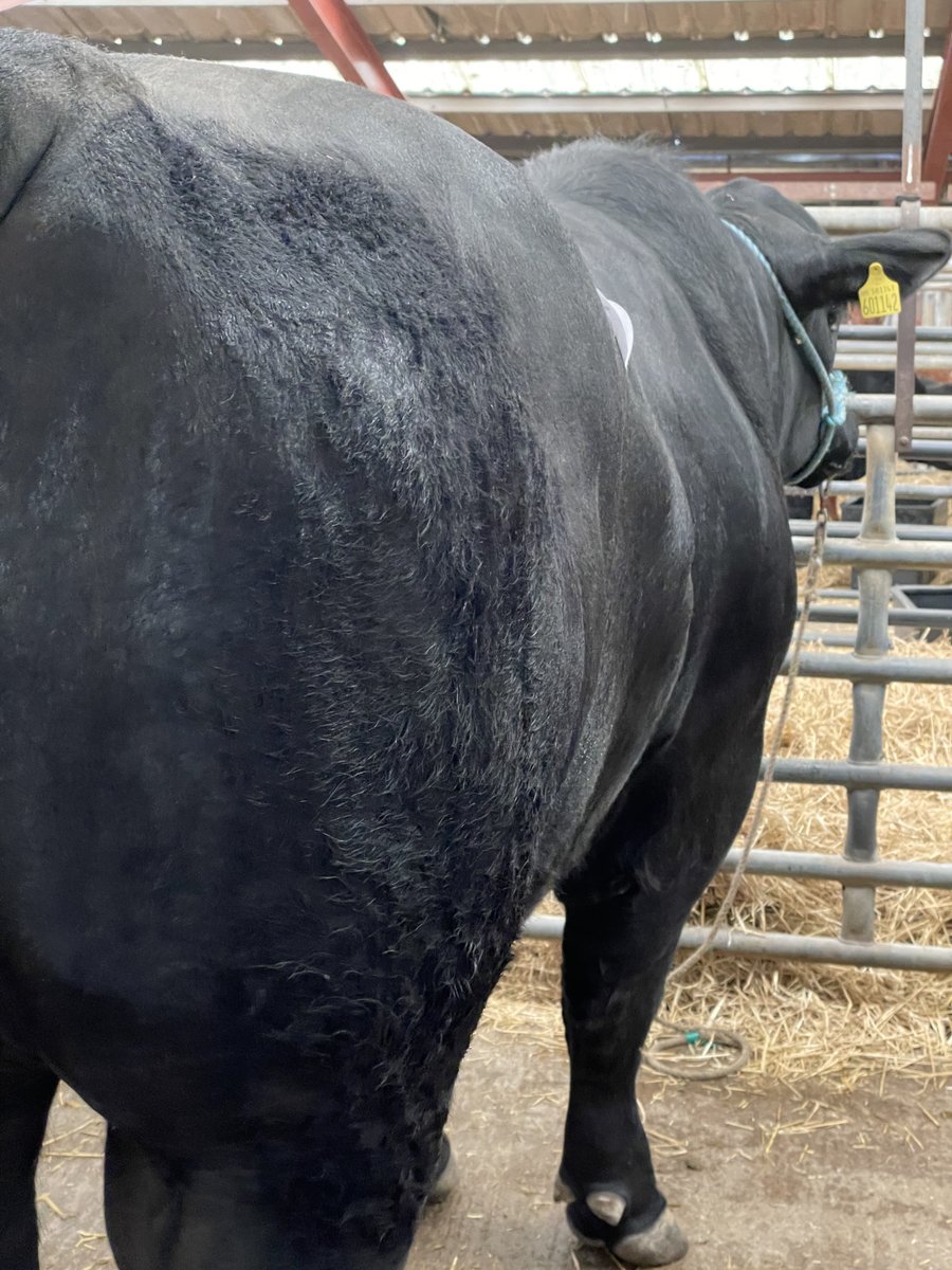 AberdeenAngusUK's tweet photo. Inspections are done ✅ which can only mean it’s show time 🏆🐮

Remember you can watch the show at 12:30pm Live on our Facebook. 🏆

#britishfarming #showtime #pedigreesale #aberdeenangus https://t.co/gV7Ak3Ii2G