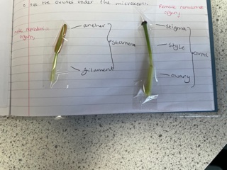 HayesbrookSch's tweet photo. Mrs Mehta was extremely proud of Year 7 class yesterday, for their wonderful flower dissection. They separated the reproductive organs of Lily flowers and were amazed to see the ovules and pollens under the microscope.
#ScienceExperiment #FlowerDissection https://t.co/3MkVZ6Zyi3