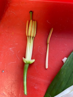 HayesbrookSch's tweet photo. Mrs Mehta was extremely proud of Year 7 class yesterday, for their wonderful flower dissection. They separated the reproductive organs of Lily flowers and were amazed to see the ovules and pollens under the microscope.
#ScienceExperiment #FlowerDissection https://t.co/3MkVZ6Zyi3