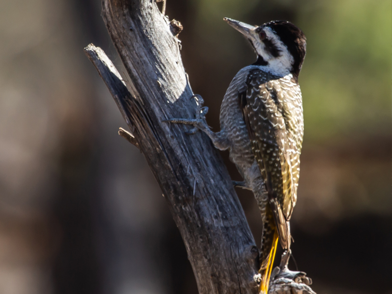EcoTraining's tweet photo. #SundayBirdChallenge this week.
Can you tell us what this beautiful bird is called?
Drop us a comment below and let us know.

📷 @conservationwild

#EcoTraining #EcoTrainingStudent #EcoTrainingCamp #Africa #TravelAfrica #Safari #Outdoors https://t.co/b8fs0tbsi5