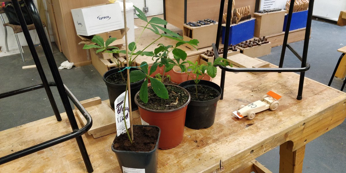 RCMTWCS's tweet image. Our 1st Year &apos;Grow a tree competition&apos;, every Wood Technology student get a seed at the start of the year. Congratulations to our winner👏 @technology_4 @JCt4ed @technoteachers