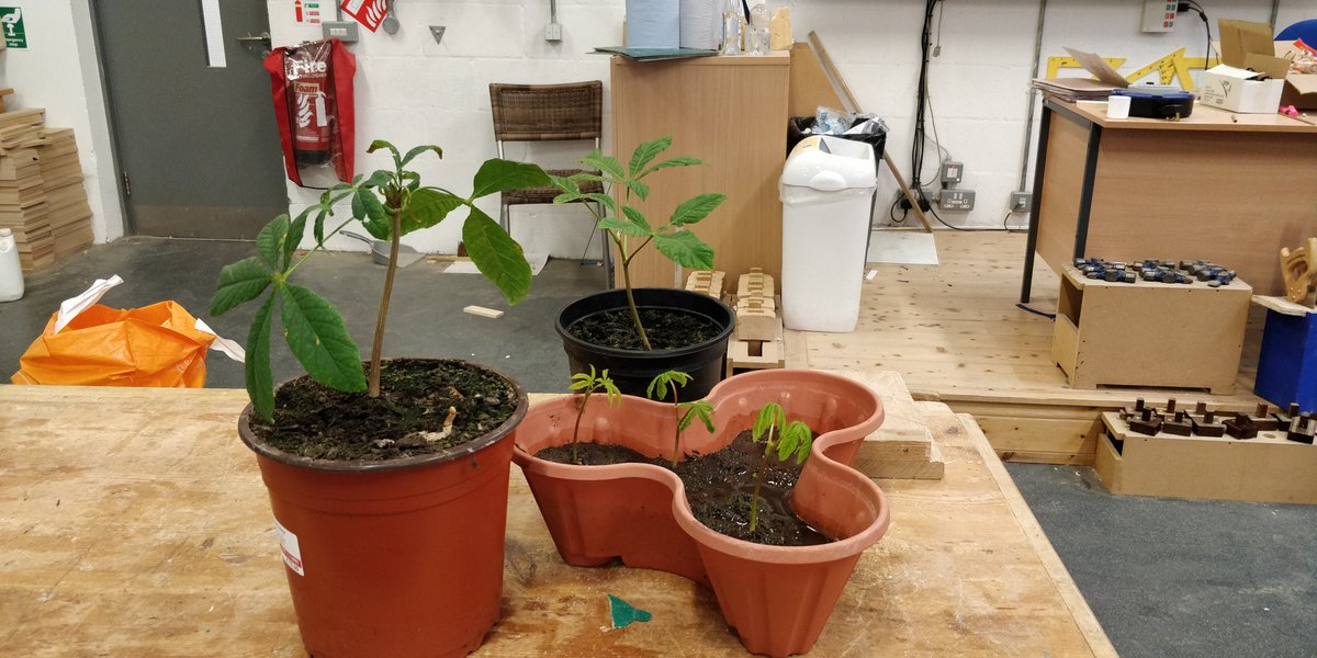 RCMTWCS's tweet image. Our 1st Year &apos;Grow a tree competition&apos;, every Wood Technology student get a seed at the start of the year. Congratulations to our winner👏 @technology_4 @JCt4ed @technoteachers