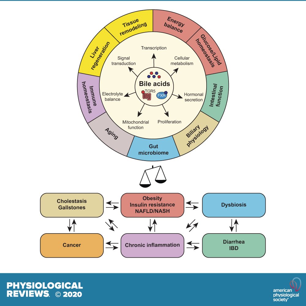 What is the role of #bile acids in #physiology and #disease? A comprehensive review from the <a href="/SchoonjansLab/">Schoonjans Lab</a> published in <a href="/physiolrev/">Physiological Reviews</a> answers this question. journals.physiology.org/doi/full/10.11…