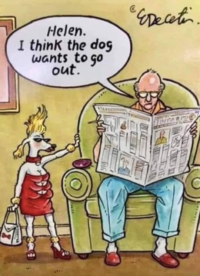 Dreamy Pets (@dreamypets) on Twitter photo 