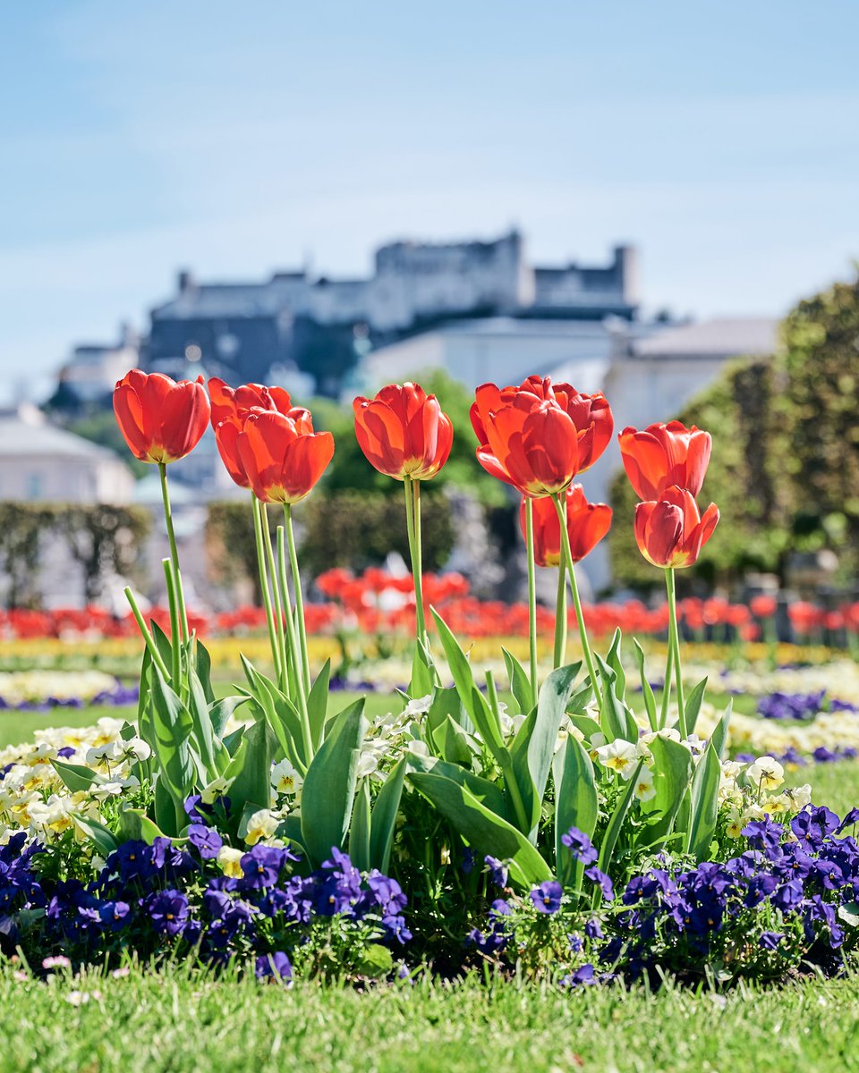 オーストリア政府観光局 天気が悪すぎて気が滅入るので 明るい写真を載せてみます ミラベル庭園 ザルツブルク C T Co 8nsmureoua