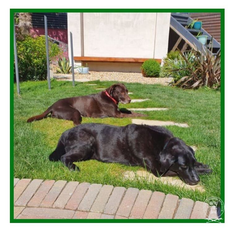 DU Rifle Club tweet media