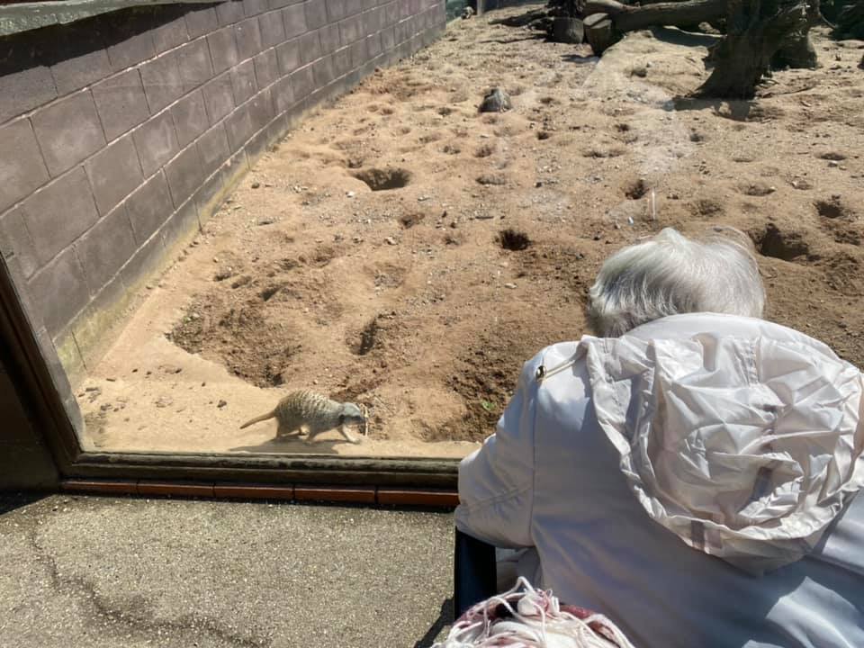 Ms N absolutely loved her day out to Twycross Zoo, Thank you so much to our wonderful Care Assistant Sue for arranging it all 💙

#BluebirdCare #Stafford #LoveToCare #ProudToCare
