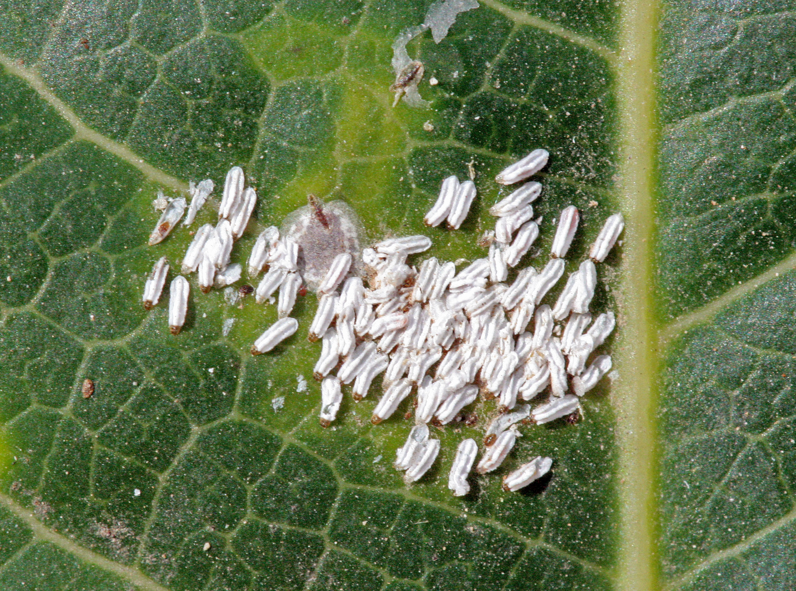 cochinilla blanca del mango