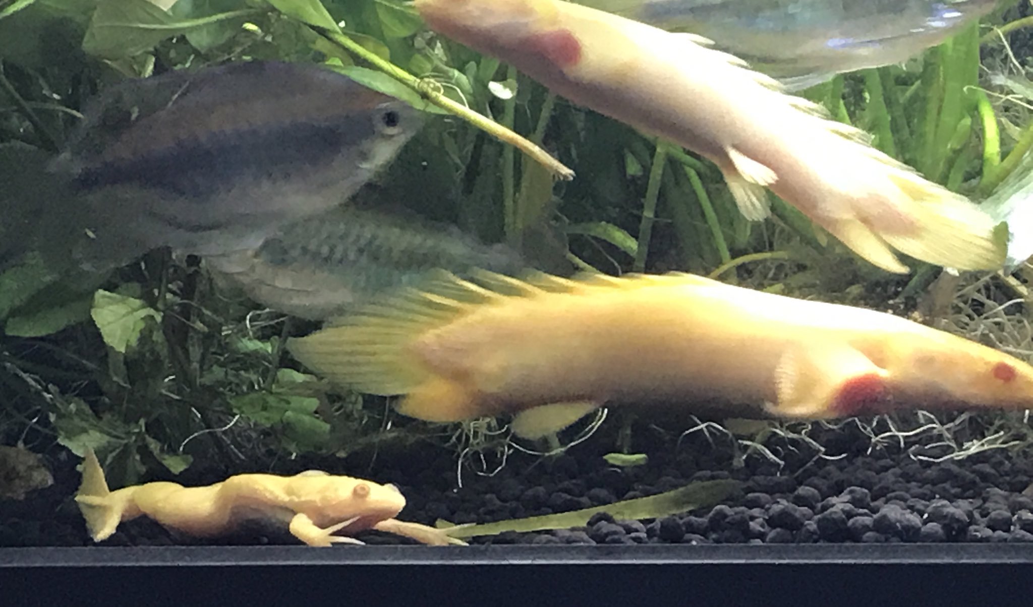 アオイ アーリオ オリオ アフリカツメガエルと小型ポリプの混泳は上手くいったようです 餌も同じものを一緒に食べますし とてもリラックスしているので 怖がる様子もないですね T Co Ravnbgx0b8 Twitter