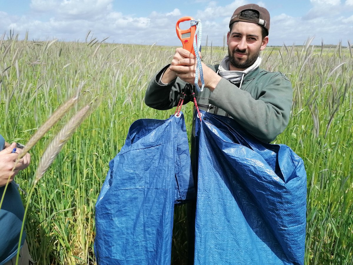 Guiguiperdereau's tweet photo. #essai #cive d'hiver orge triticale pois vesce seigle qui va sortir le + de tonne/ha et où de gaz/ha? 😋 En mélange ou en pur ? @SyngentaFrance #visioferme https://t.co/omQwQpSOCr