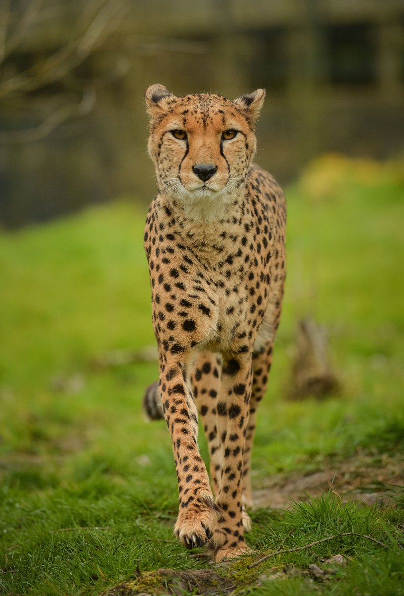 Q: Can you spot the endangered species? 

🐱
🐻
🐯
🦁
🐸
🐒
🐧
🐦
🦇
🐌
🦋
🕷
🐢
🐠
🦎
🐅
🦓
🦧
🐘
🦏
🐫
🦒
🦜
🦥

A: They ALL are. 

Think about how you can make a difference this #EndangeredSpeciesDay 🌍♥