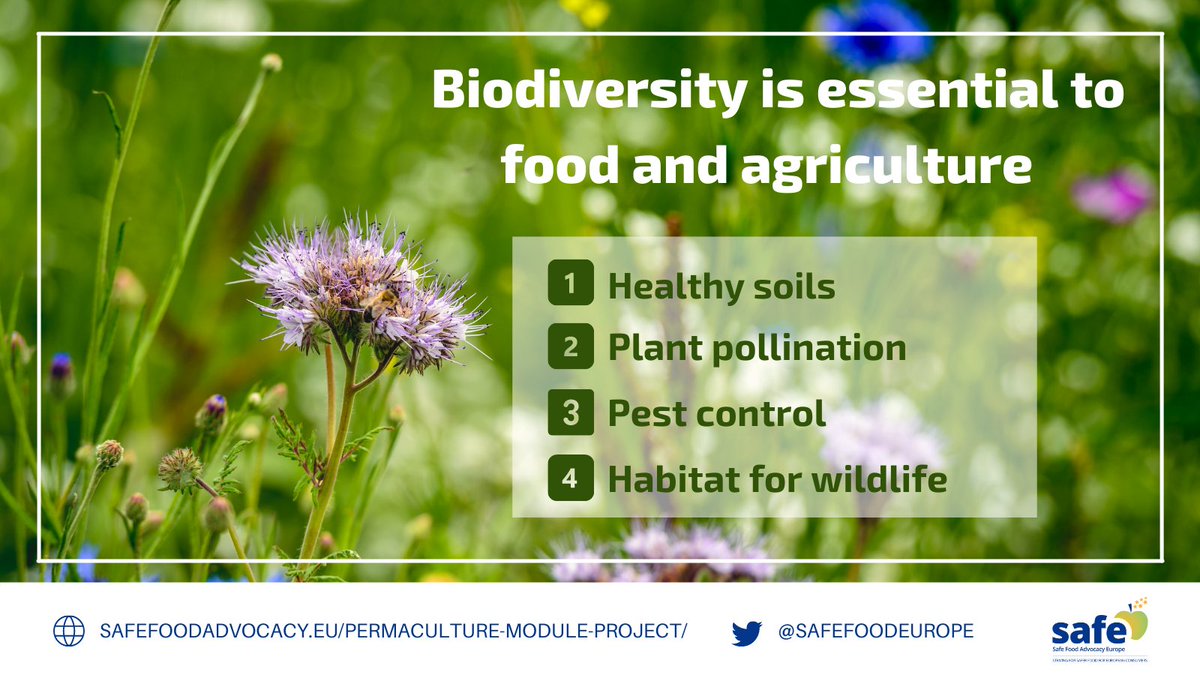 SafeFoodEurope's tweet photo. Ahead of #BiodiversityDay, let’s celebrate #biodiversity as the foundation upon which we can build a #healthy and #sustainable future🌍
Discover SAFE’s actions on #permaculture to learn how we're part of the solution #ForNature 👉https://t.co/ebabNsDMW4
#ClimatePactAmbassador https://t.co/OttnPumc1k