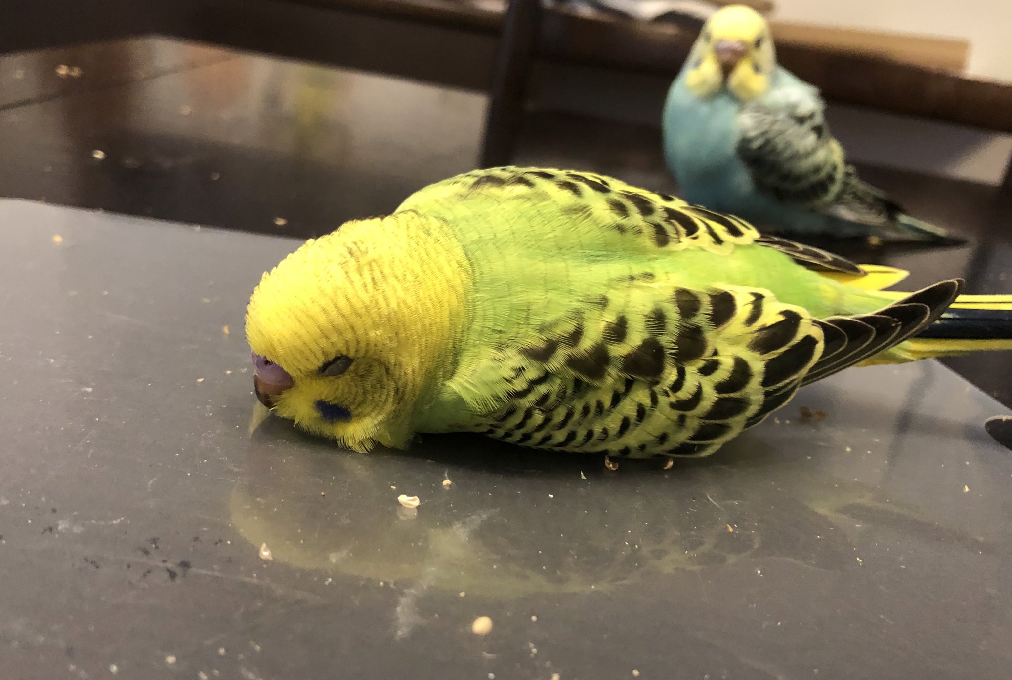 Twitter 上的 Shimashimama めっちゃこわい セキセイインコ ４号 寝てるだけです T Co Fypkzx1mcc Twitter