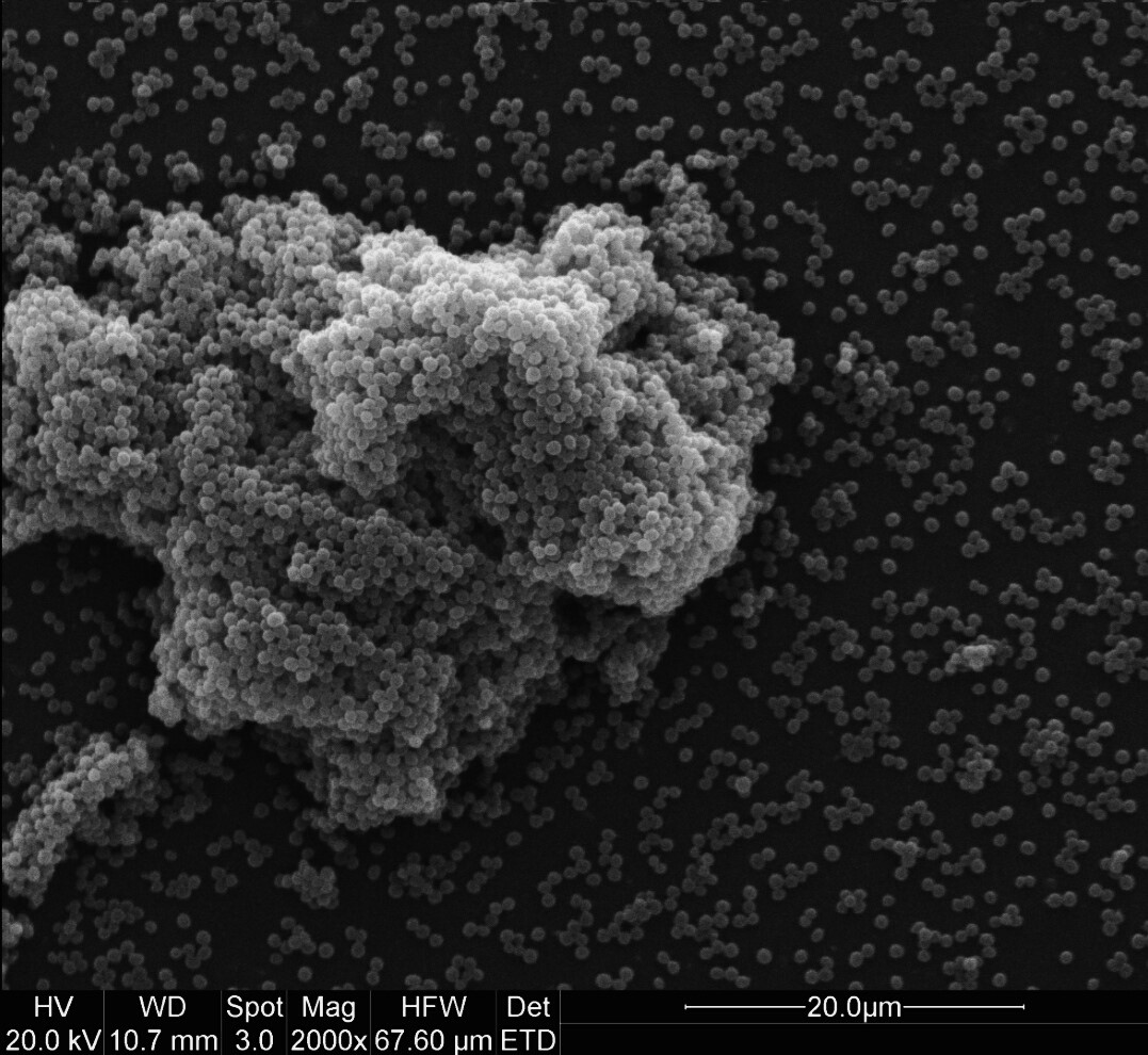 Paul Norton (@paulnor19002072) on Twitter photo Filming (bio)films 📷🔬🦠 𝘚. 𝘢𝘶𝘳𝘦𝘶𝘴 biofilm formed on a glass coverslip after 24 hours. Did you know bacteria within a biofilm are more resistant to antibiotics and are more capable of transferring resistant genes? #BiofilmsInTheLab #BiofilmAware <a href="/ukbiofilms/">National Biofilms Innovation Centre (NBIC)</a> Filming (bio)films 📷🔬🦠 𝘚. 𝘢𝘶𝘳𝘦𝘶𝘴 biofilm formed on a glass coverslip after 24 hours. Did you know bacteria within a biofilm are more resistant to antibiotics and are more capable of transferring resistant genes? #BiofilmsInTheLab #BiofilmAware <a href="/ukbiofilms/">National Biofilms Innovation Centre (NBIC)</a>