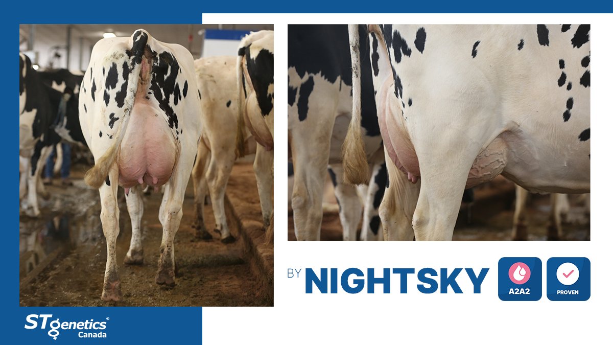 📸 Stantons NIGHTSKY Moreynda by NIGHTSKY from #STgeneticsCanada at Bokma Farms Ltd., NS. NIGHTSKY is +82 Fat +.44% +52 Prot +.21%, Hoof Health improver at +106, high Fertility and Health and available in #4M™. Read more at: bit.ly/3bKB6A3