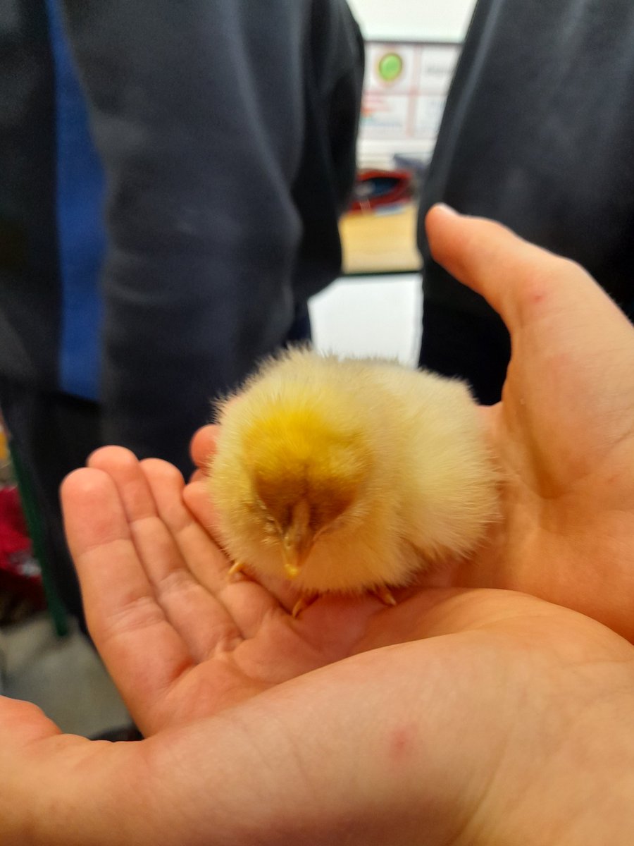 NsKillea's tweet image. The chicks visited the senior room also today. Alot of negotiations were taking place to try get the chicks to stay for the day #simplefun
