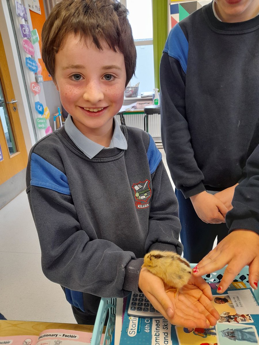 NsKillea's tweet image. The chicks visited the senior room also today. Alot of negotiations were taking place to try get the chicks to stay for the day #simplefun