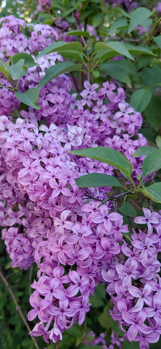 LaurieEntz's tweet photo. @Brink_Thinker Lilacs feom Rochester, NY https://t.co/GgT3tkTmof