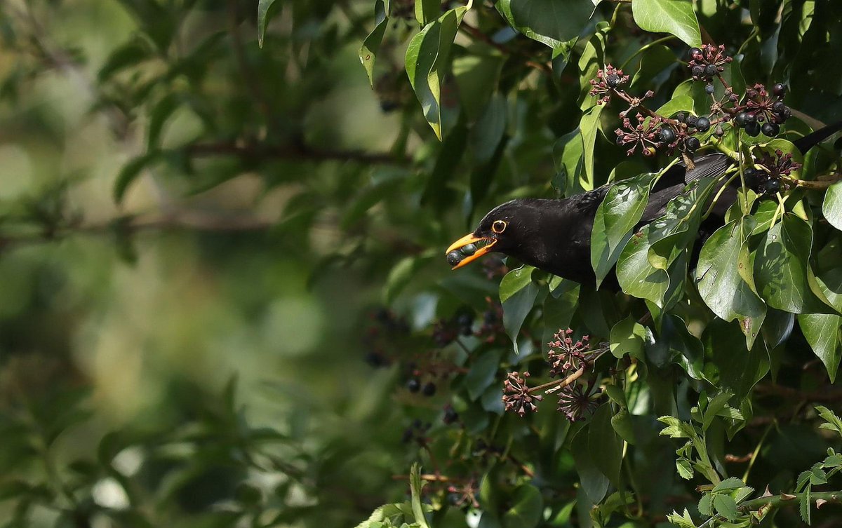 lill_dunne's tweet photo. A male Blackbird collecting Ivy berries to feed his chicks. #birdwatching #Ivy #kells #kilkenny #BioDataCentre #birdphotography #Biodiversityweek2021 #FarmlandBiodiversity #IrishWildlifeTrust #nature #TwitterNatureCommunity #BirdsSeenIn2021 #Wildlife https://t.co/HeoLXlHO0S