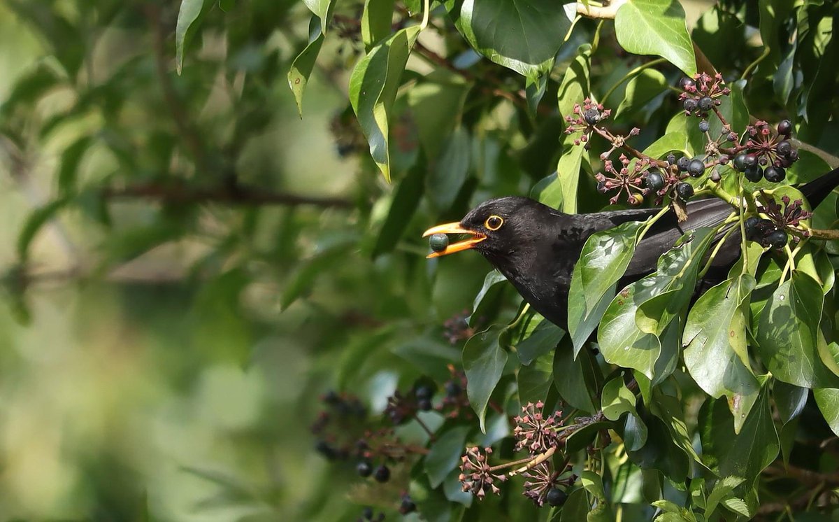 lill_dunne's tweet photo. A male Blackbird collecting Ivy berries to feed his chicks. #birdwatching #Ivy #kells #kilkenny #BioDataCentre #birdphotography #Biodiversityweek2021 #FarmlandBiodiversity #IrishWildlifeTrust #nature #TwitterNatureCommunity #BirdsSeenIn2021 #Wildlife https://t.co/HeoLXlHO0S