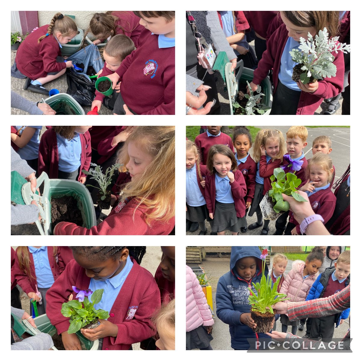Year1HolyFamily's tweet photo. We planted our beautiful flowers that we bought from Daisy Nook Garden Centre 🪴 https://t.co/O9pUjuyhwM