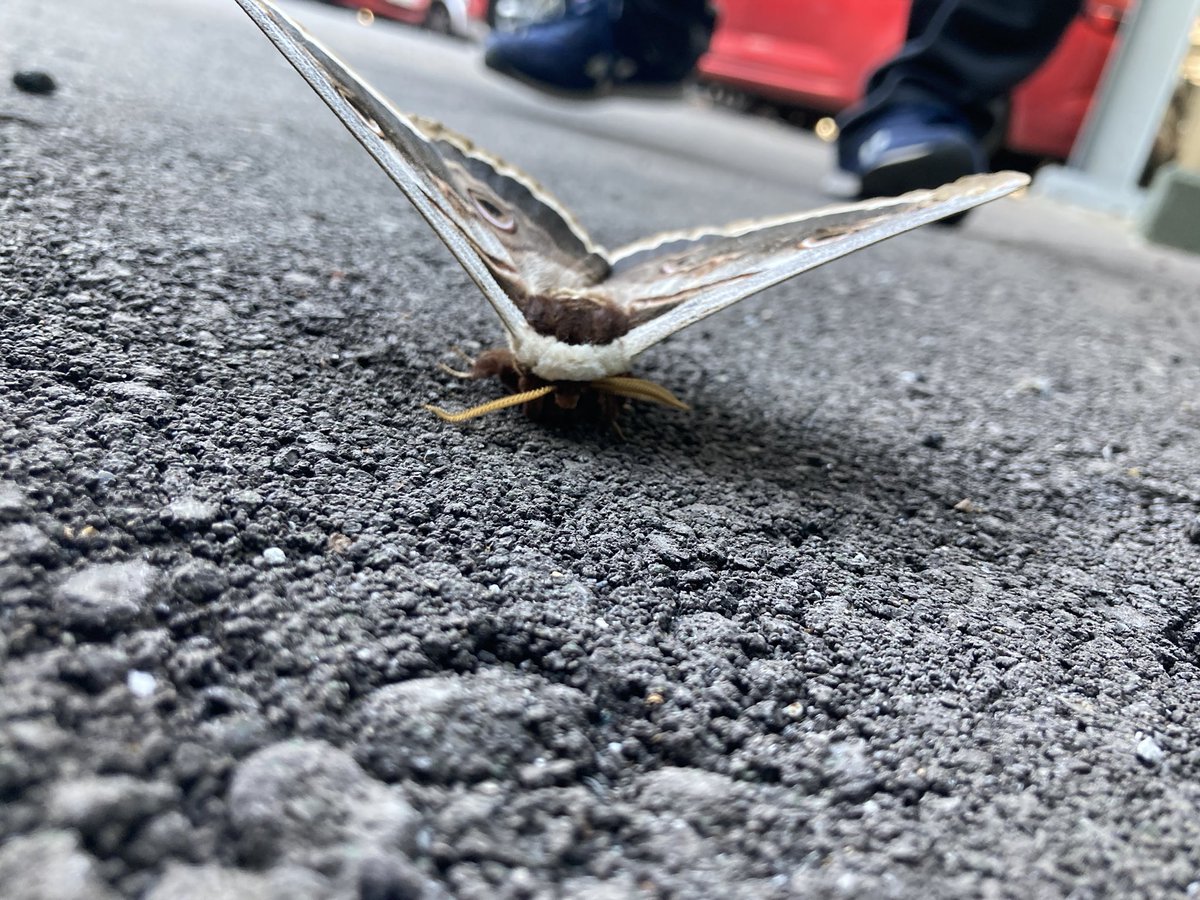 Hola @se4CR, mira quina bèstia més grossa m’he trobat avui a Olost.
Se la veia força baldada, que saps de què es tracta?