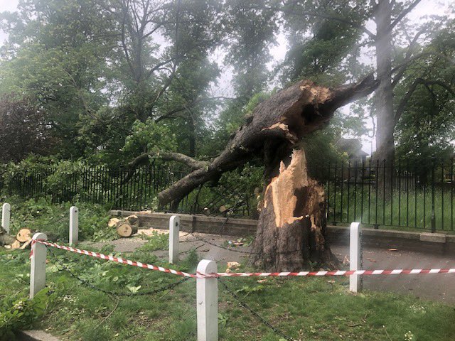 DulwichSociety's tweet photo. The beautiful horse chestnut tree in Dulwich Village fell at 8.15 this morning, falling onto part of the burial ground railings. https://t.co/iCFAANZ5y9