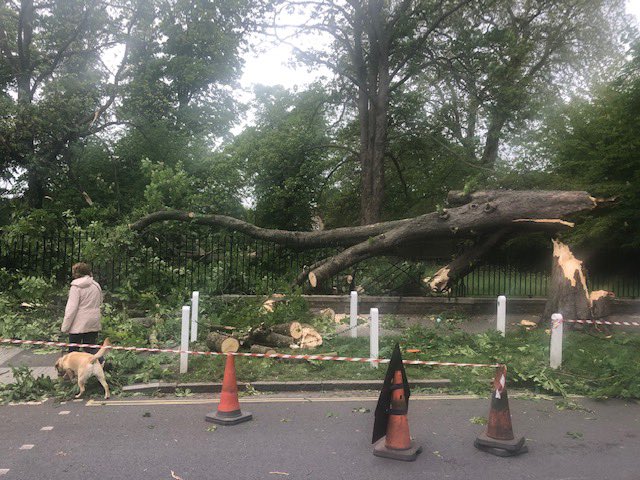 DulwichSociety's tweet photo. The beautiful horse chestnut tree in Dulwich Village fell at 8.15 this morning, falling onto part of the burial ground railings. https://t.co/iCFAANZ5y9