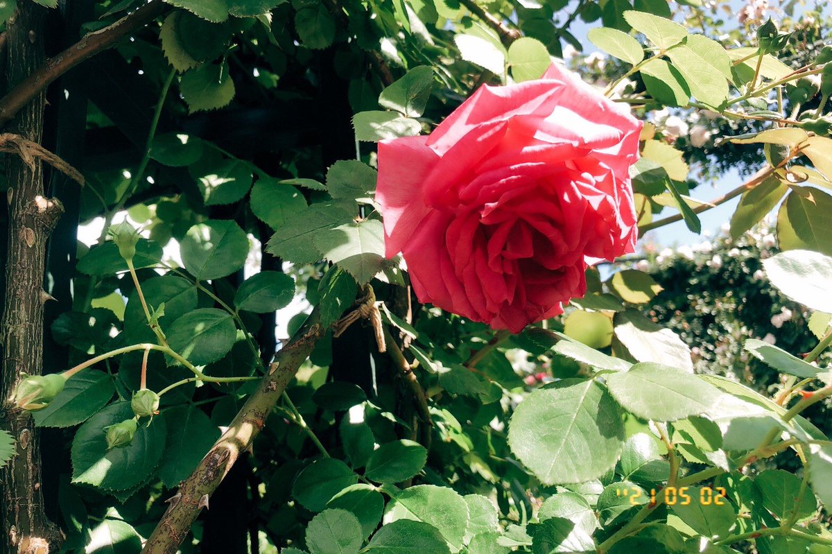 ninninninmaru's tweet photo. 薔薇園のバラ、ほんとに綺麗だった
プリントアウトして持ち歩きたいくらい
#filmfilter
#photography https://t.co/EyF5kO5yiE