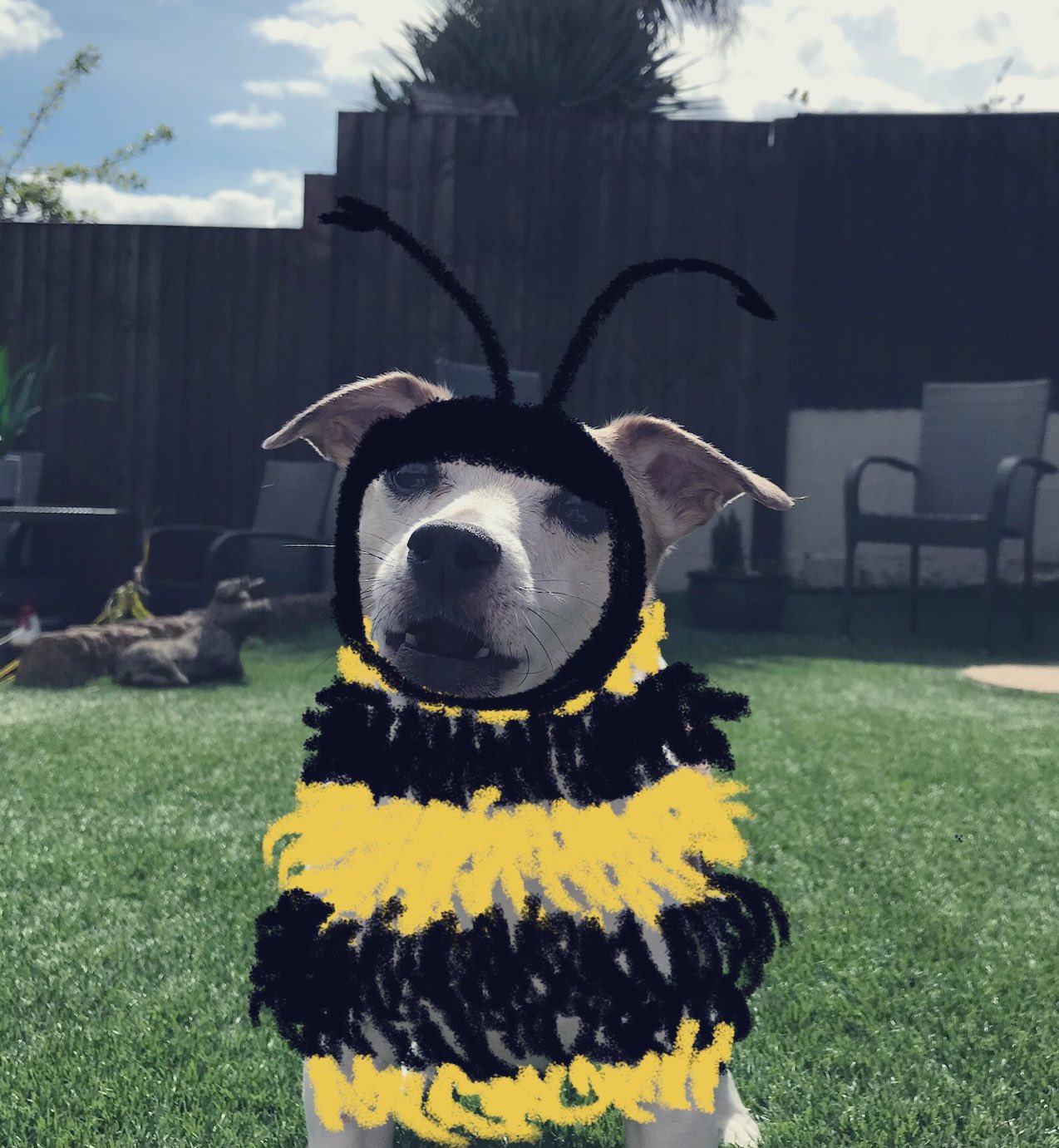 Worldbeeday Twitter Search Twitter