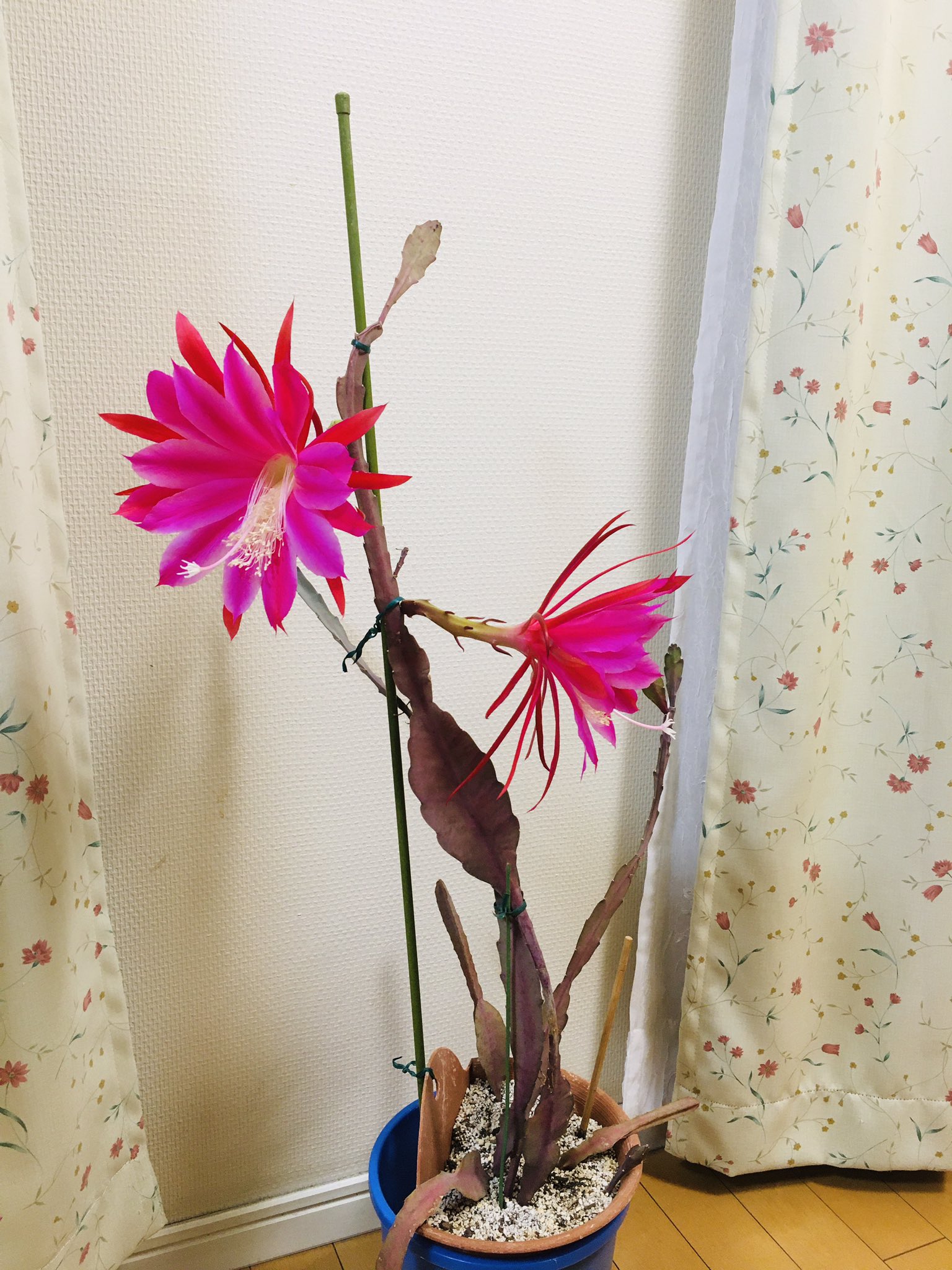 和華on Twitter 第二朵满开 日语叫クジャクサボテン 花言葉叫 艶やかな美人 植物上分类与昙花近亲 T Co Wuircpkcpd Twitter