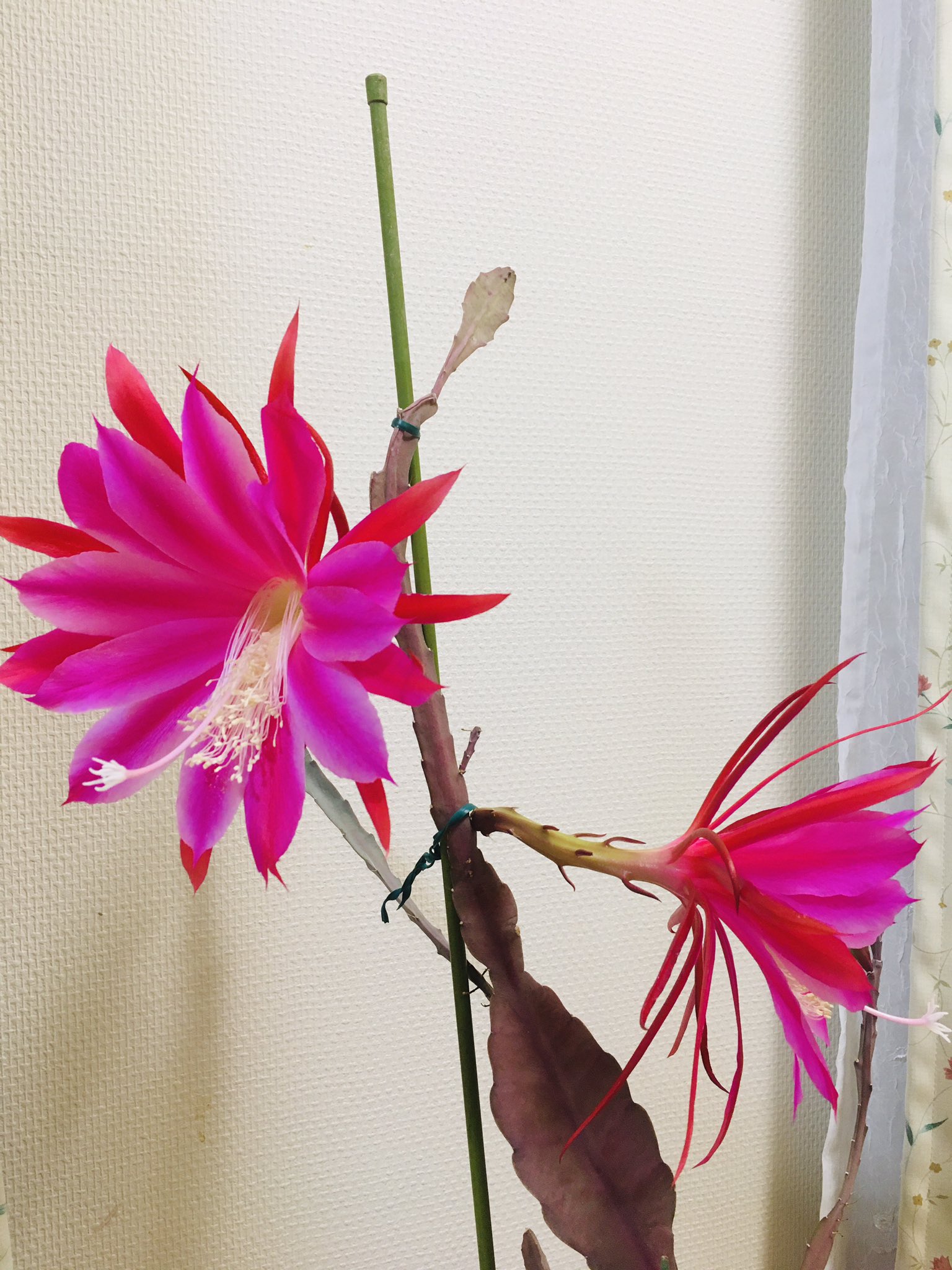 和華on Twitter 第二朵满开 日语叫クジャクサボテン 花言葉叫 艶やかな美人 植物上分类与昙花近亲 T Co Wuircpkcpd Twitter